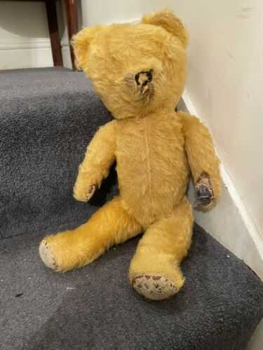 pedigree teddy bear